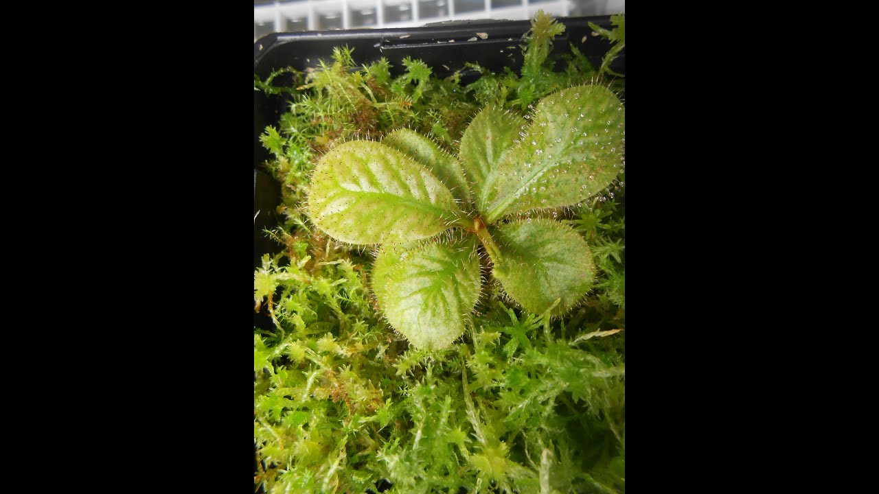 How to grow and propagate Drosera Schizandra