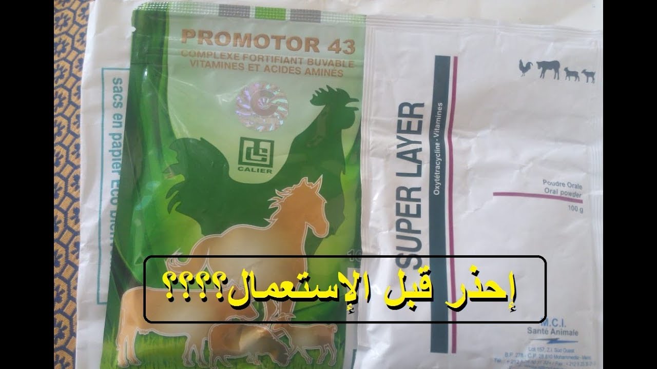 تربية الدجاج البلدي - علاج بعض الأمراض بهذا الدواء المتوفر لكن إحذر قبل تقديمه لهم من هذه الامور
