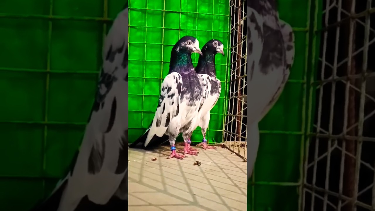 Teddy kabootar #short #video