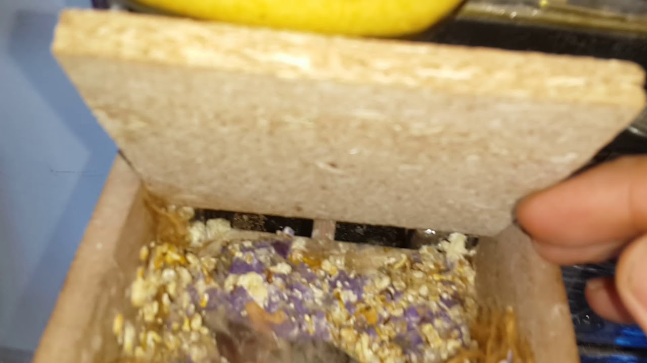 Hint bülbülü karayanak goldenfich ispinoz üretim yavru alma yumurtlama yavru kaydırma mama yapımı