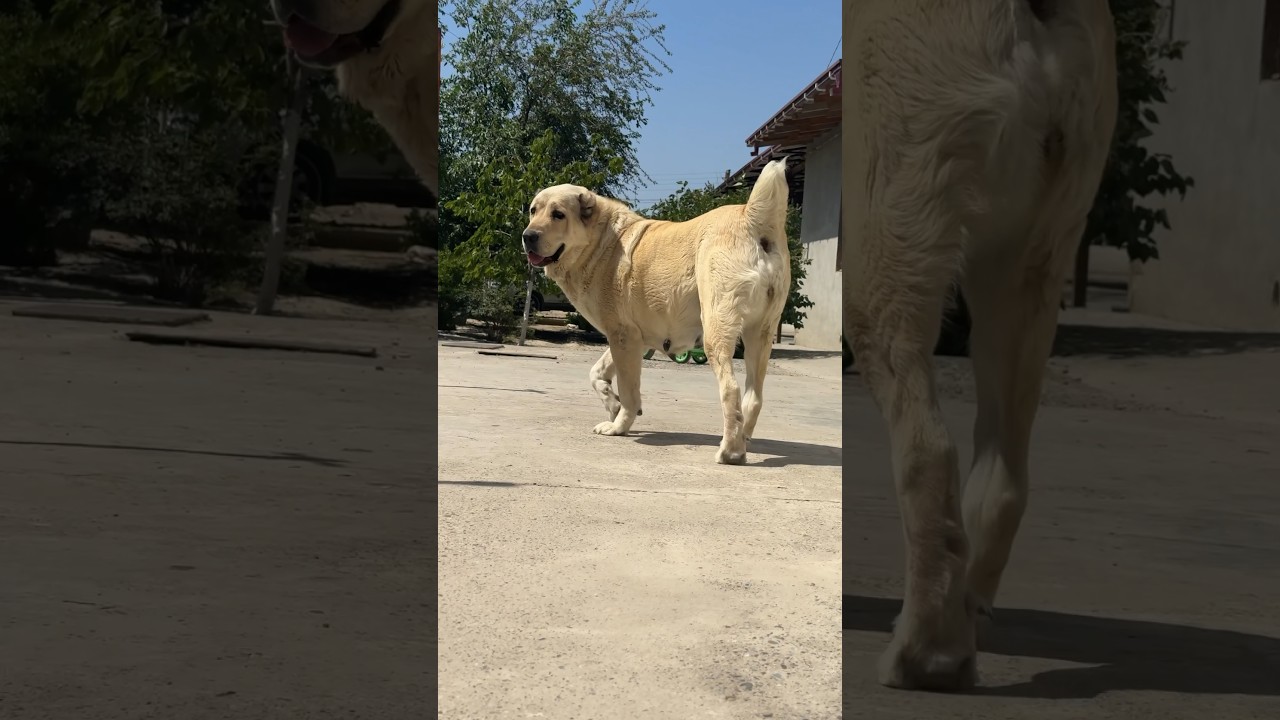 Алабай Сара #alabai #doglover #dogs #дрессировка #animals #kangal