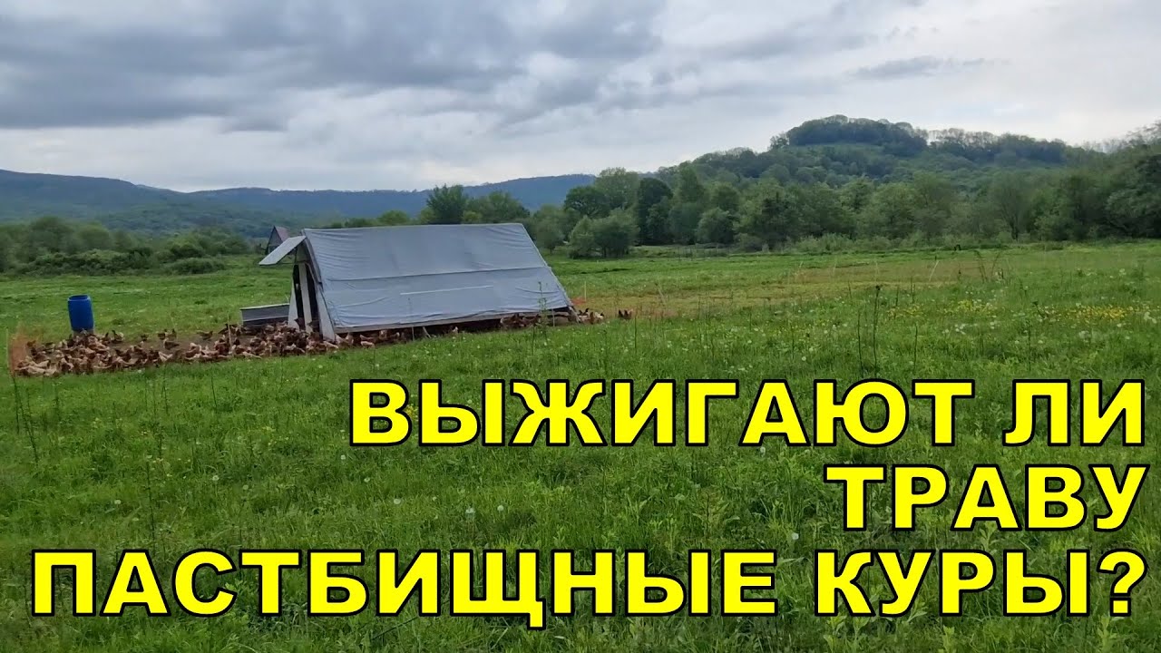Выжигают ли траву пастбищные куры?