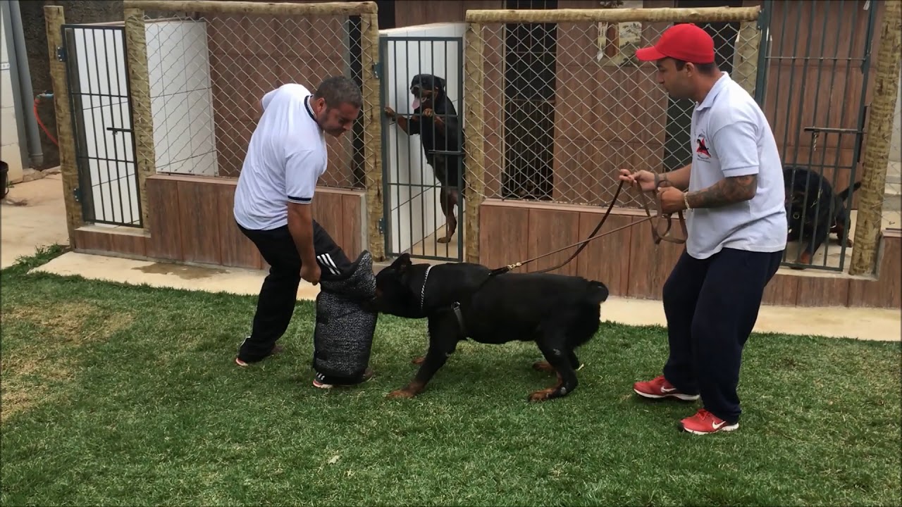 Canil House Besten Rottweilers Chetah ( House Besten )