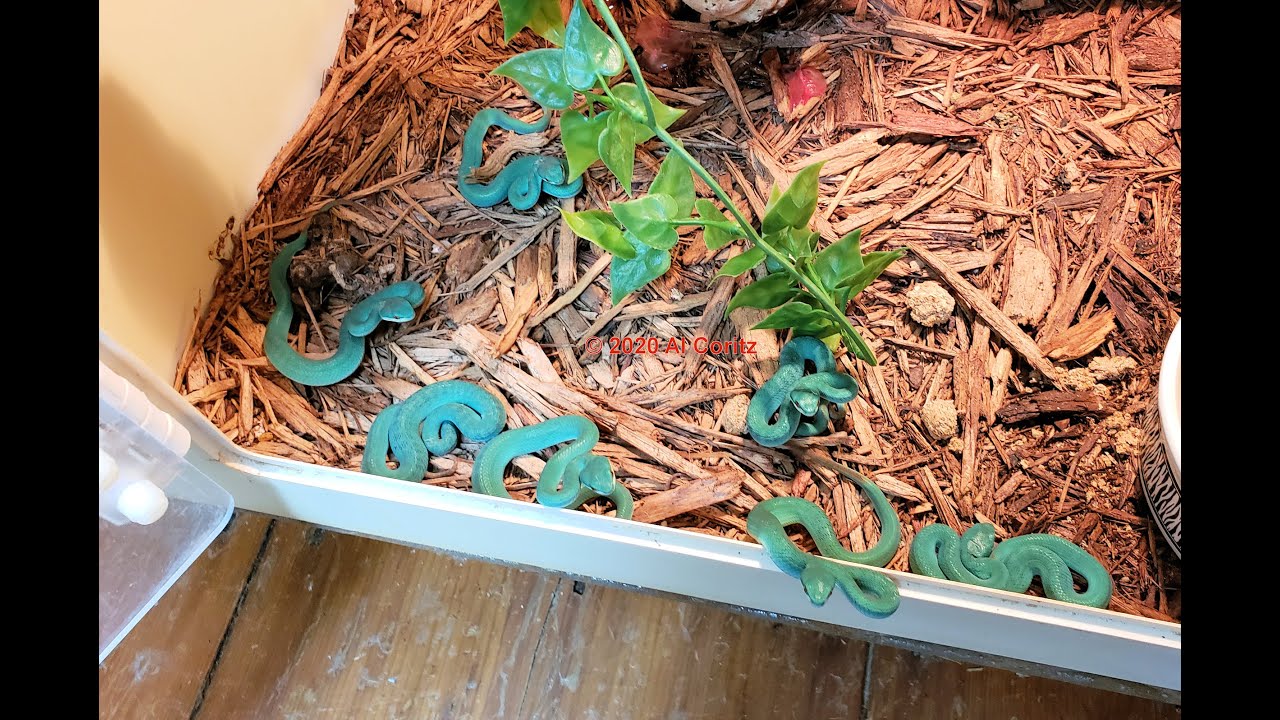 Baby Blue Insularis Born at the Lair.