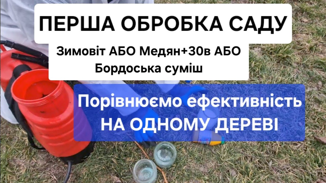 Бордоська АБО Медян+30в АБО Зимовіт. Порівняємо НА ОДНОМУ ДЕРЕВІ. Цікаво?