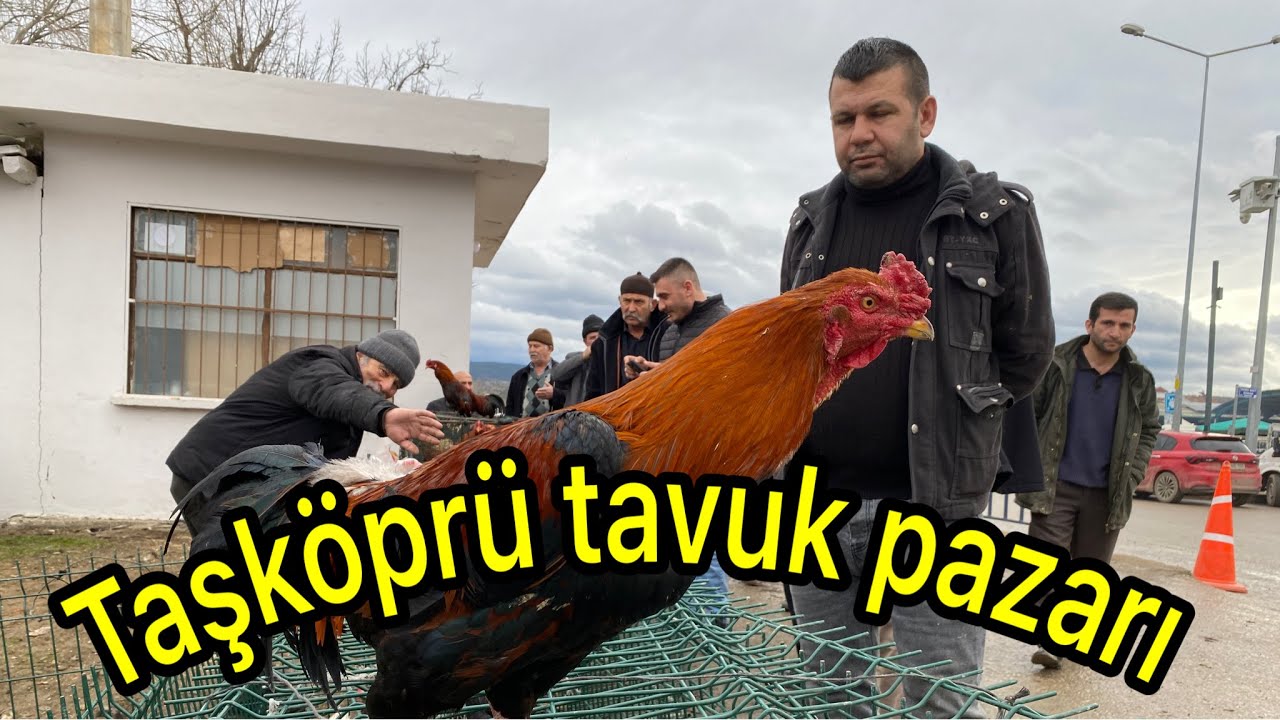 Taşköprü’de tavuk pazarı: Küçük yaşta büyük pazarlıklar geleceğin tüccarları sahnede