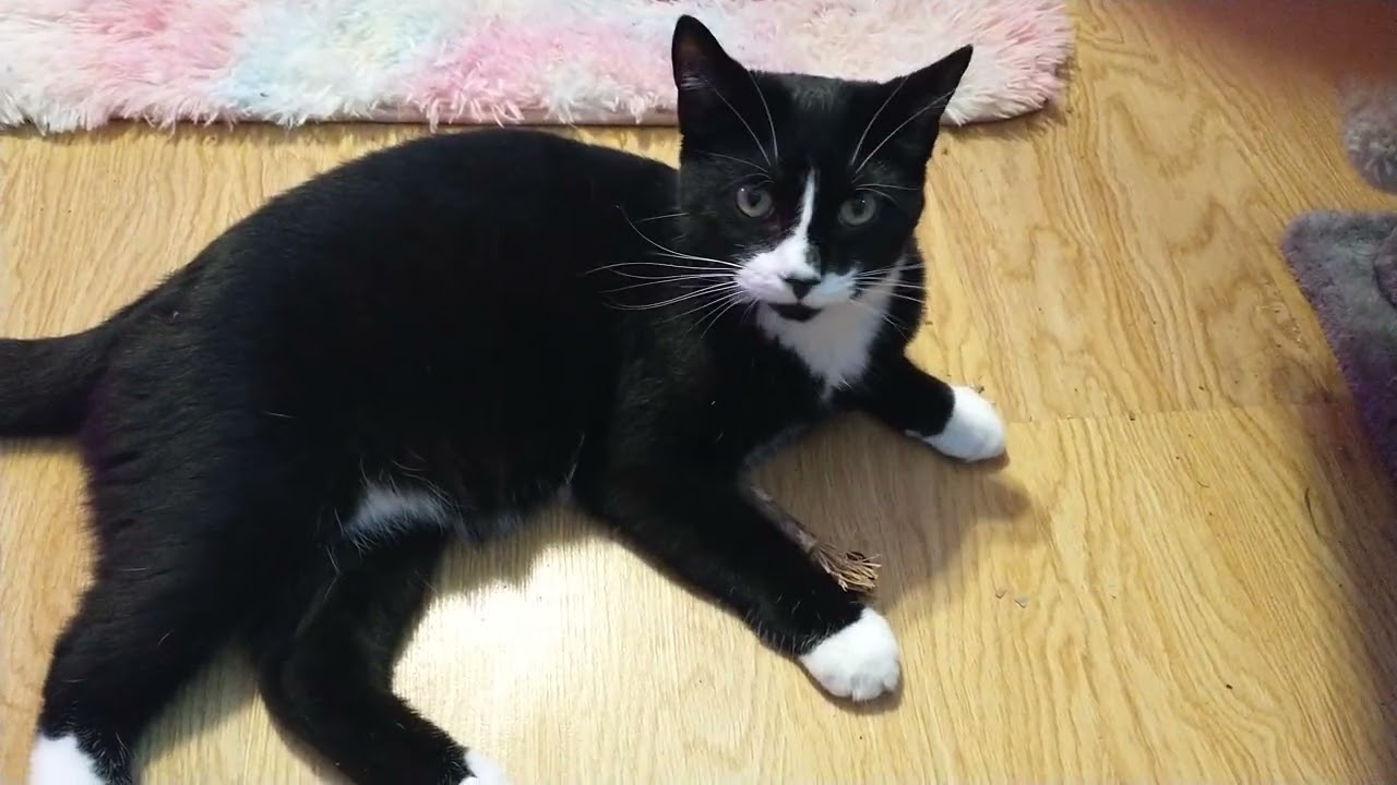 Tuxedo Kitty Gnawing on his Silvervine Stick (4k UHD) ᓚᘏᗢ