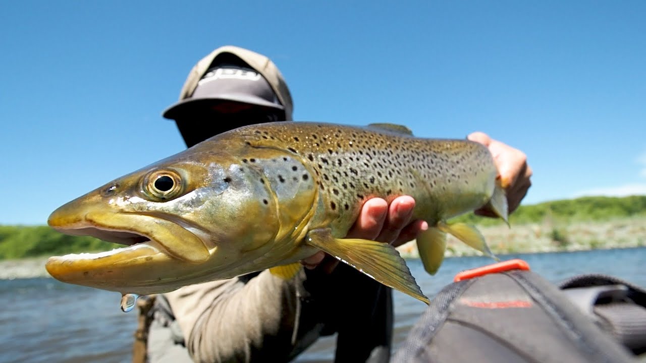 High Country River, Big Fish Crush Dry Flies!