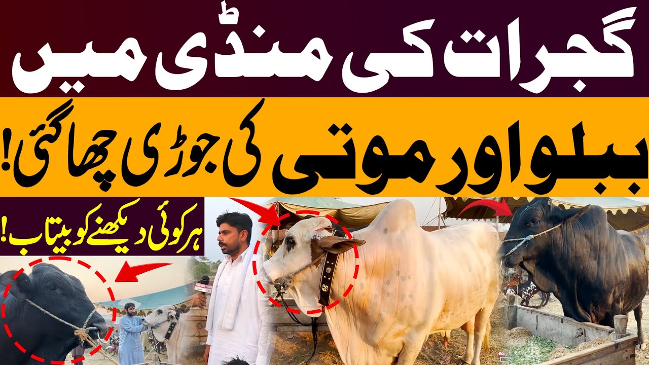 Bablo & Moti Steal the Show at Gujrat Cattle Market &ndash; Crowd Goes Wild!