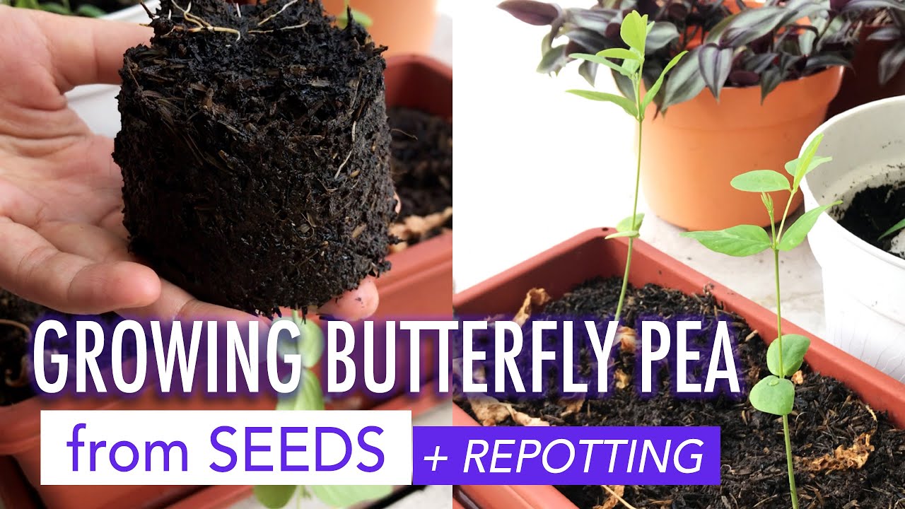 Growing Butterfly Pea from Seeds + Repotting | Growing Blue Pea | Menanam Bunga Telang