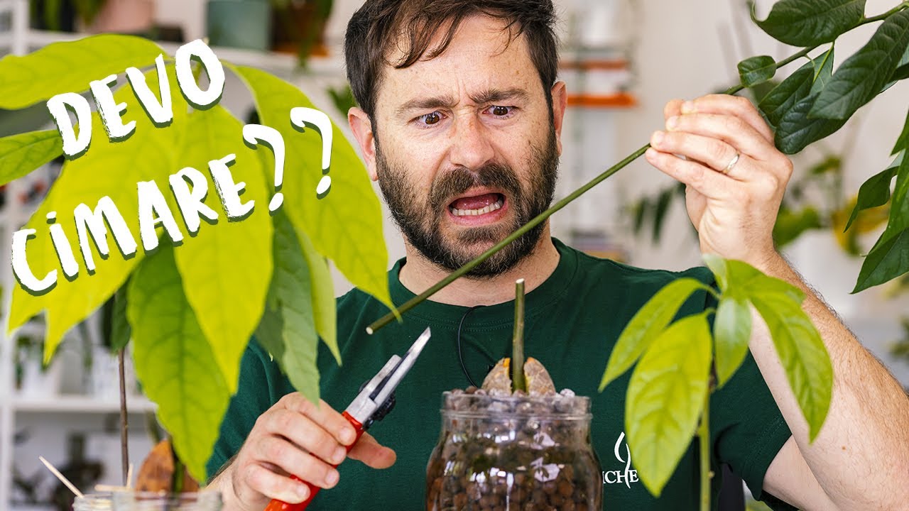 La cimatura dell’Avocado dalla A alla Z! 🤩