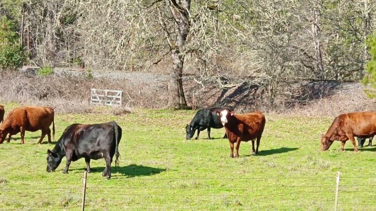 Cow Creek Oregon South Umpqua Beef Cows 