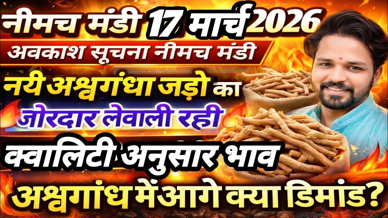 नीमच मंडी भाव। आज का नयी असगंध जड़ का भाव। Ashwagandha ka bhav neemuch mandi asgandh bhav today