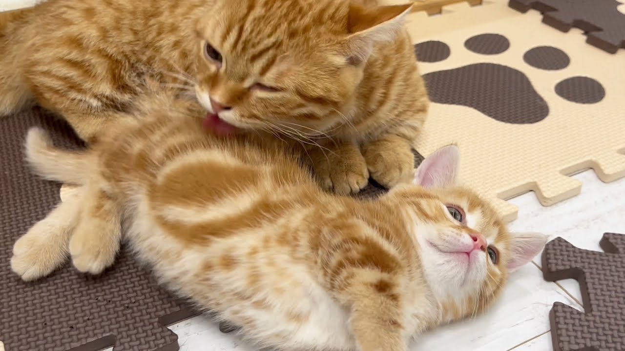 茶々パパはぽちゃくんを、そしてぽちゃくんはちゃびくんに大好き大好きする愛の連鎖がかわいい！ #子猫 #マンチカン