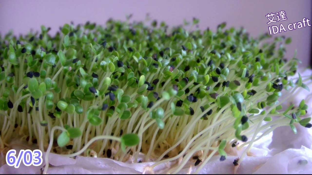 sesame sprout🌱 Time-Lapse  芝麻 發芽 縮時