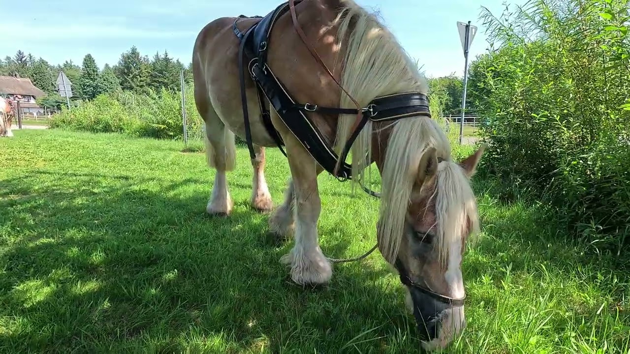 Horsepower: Rhenish-German Coldbloods a harmonious horse with a beautiful face and expressive eyes