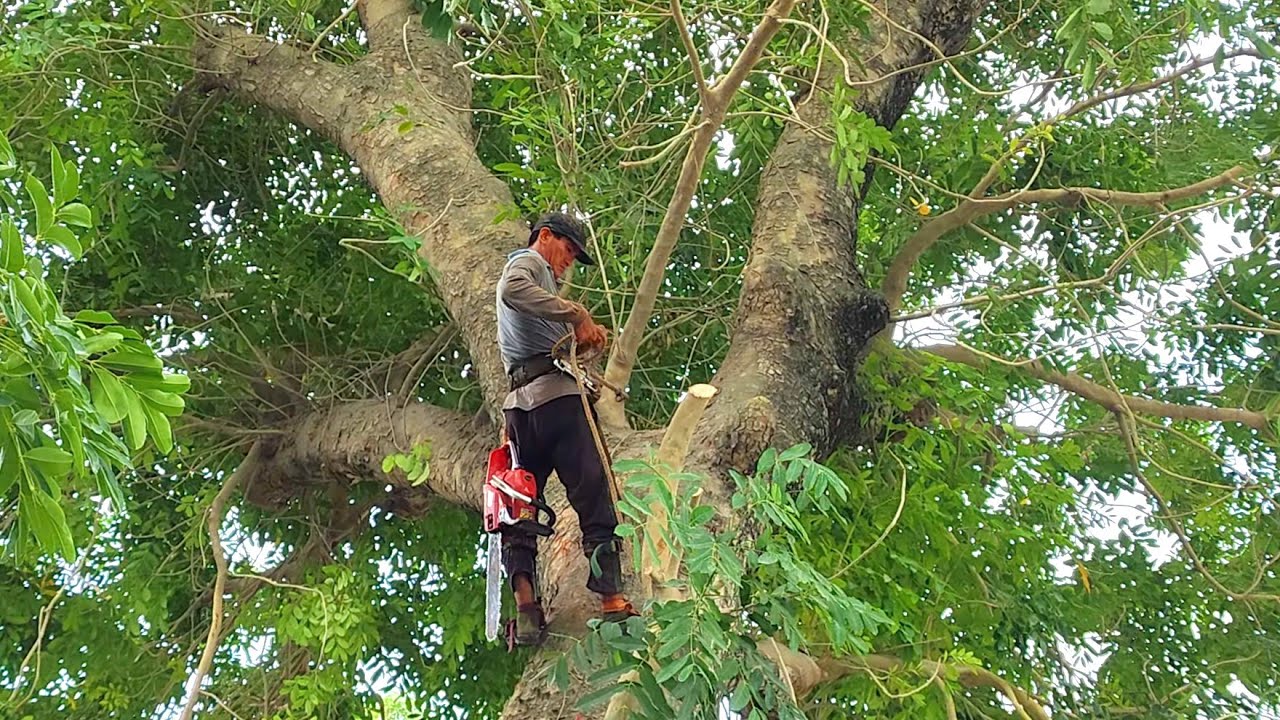 Cưa cây Xà Cừ Khủng Um Tùm, Siêu Nhánh trong nhà máy xi măng Kiên Lương.