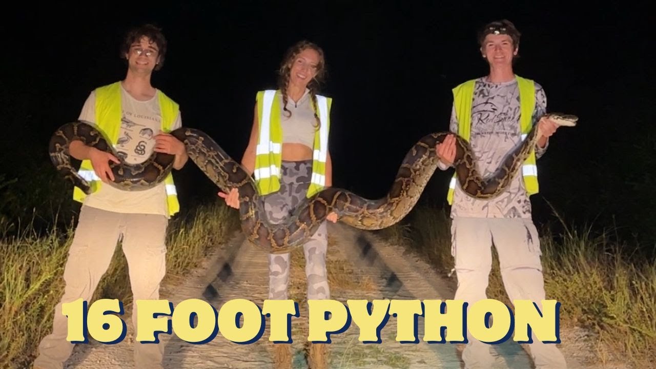 Another Massive Python in the Florida Everglades