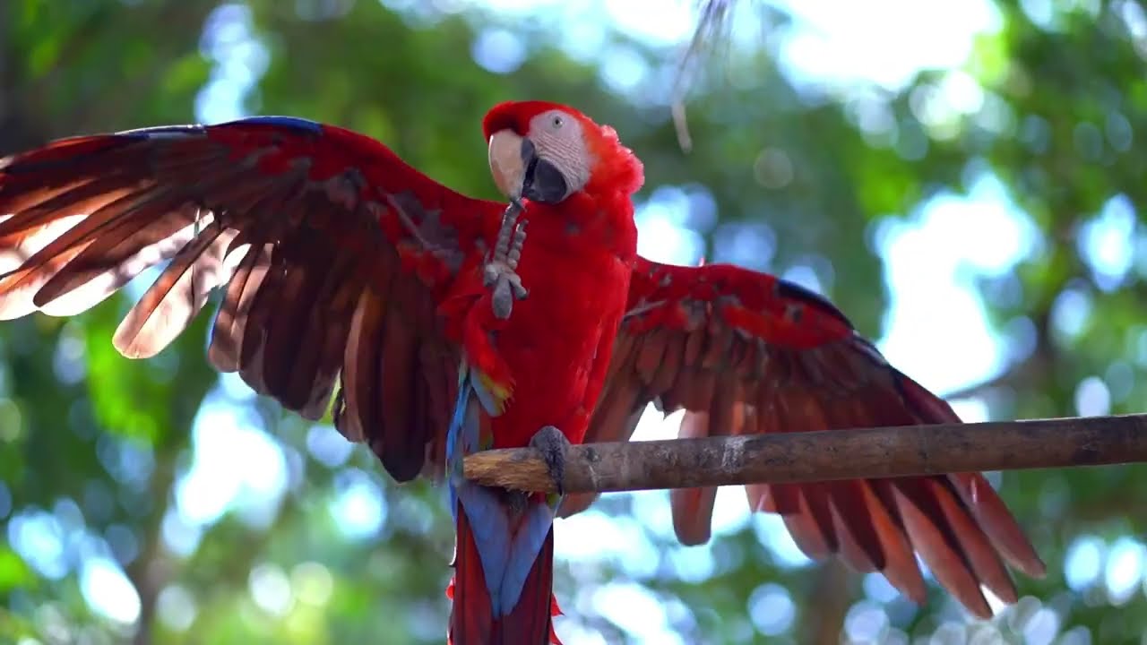 African Safari Instrumental Music