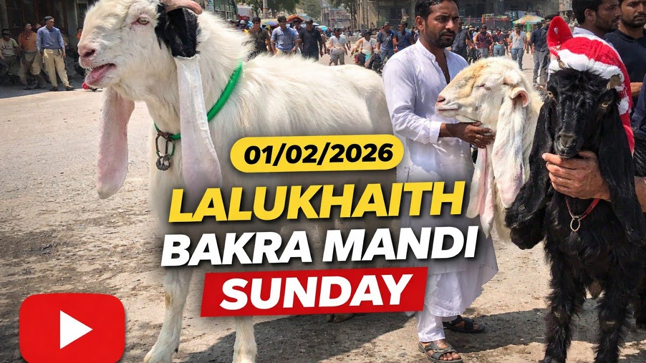 Lalukhaith Bakra Mandi 01/02/26😍🐐🤩🥰❤️🤗