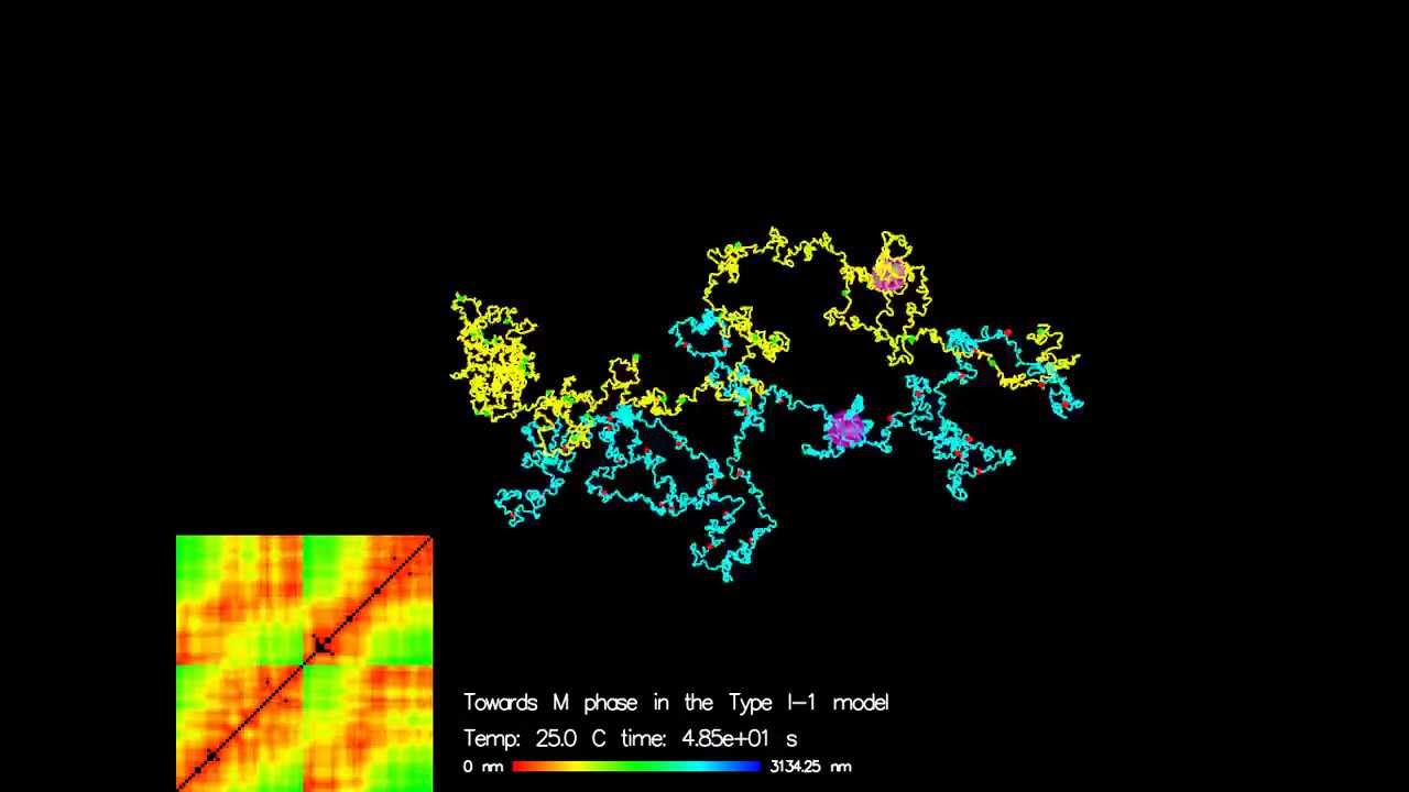 Brownian dynamics simulation of two chromatin chains condensation
