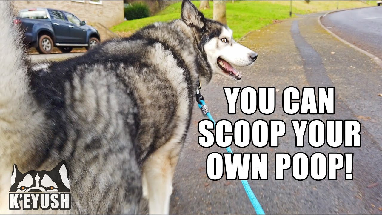 I Let My HUSKY Walk ME For The Day And He Talks A Lot!