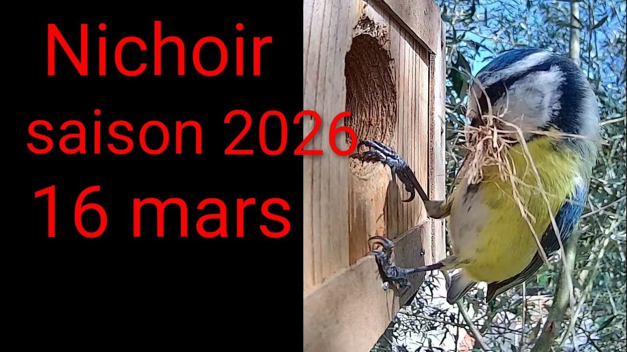 Nichoir saison 2026: 16 mars construction du nid des mésanges bleues #nichoir #nature #birds