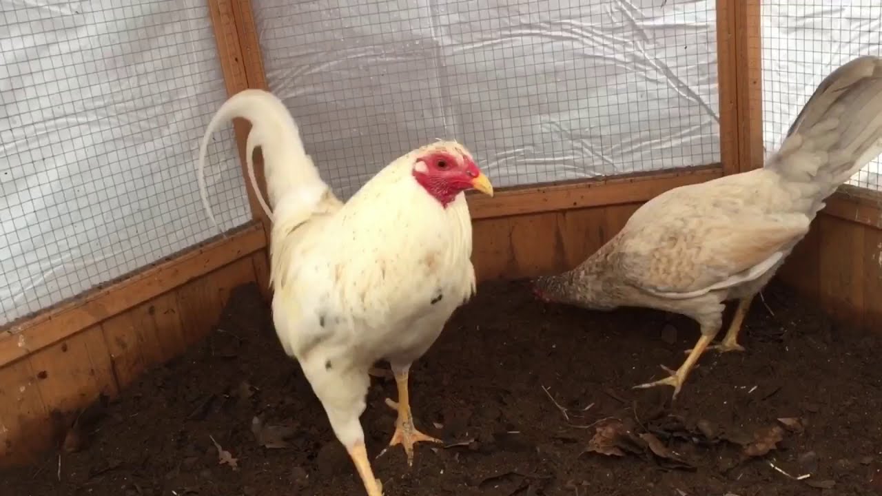 White Dom Rooster Crosses 2020