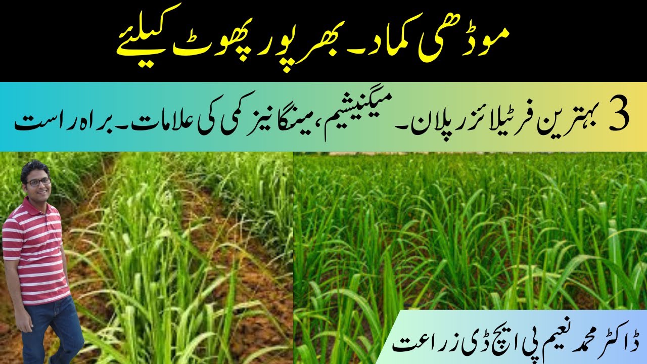 Three Best Fertilizer Plans to Maximize Sugarcane Ratoon Crop Tillering@CyberAgriExtension