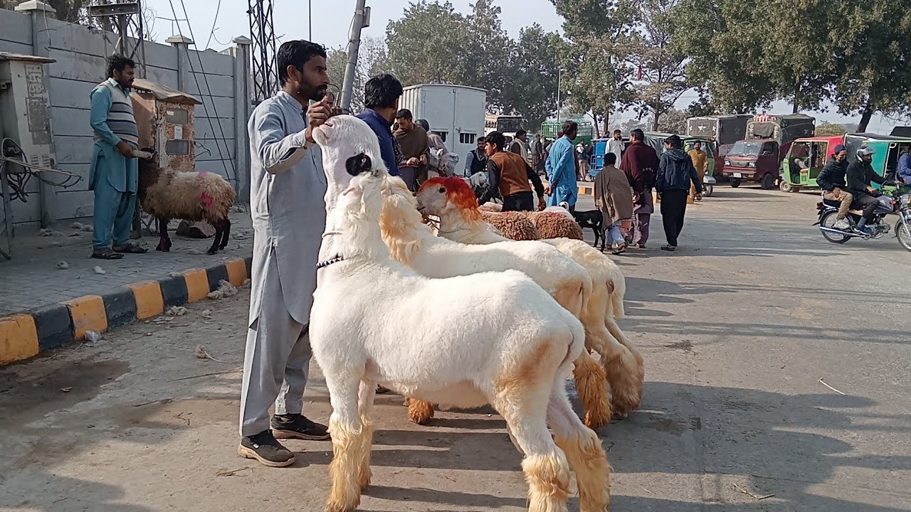 Lahore Mandi update Mundra chhatre desi bakre makkhi chini bakre nagare bakre Sajjad Lahori shoq
