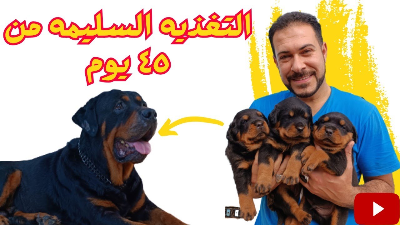 طريقتي في تغذيه الجرو من ٤٥ يوم لحد سنه