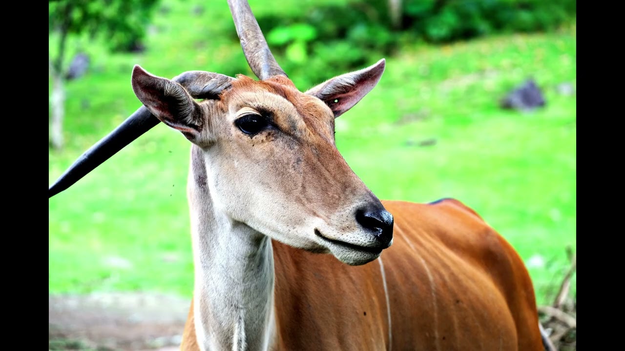 50 fascinating fast facts about eland