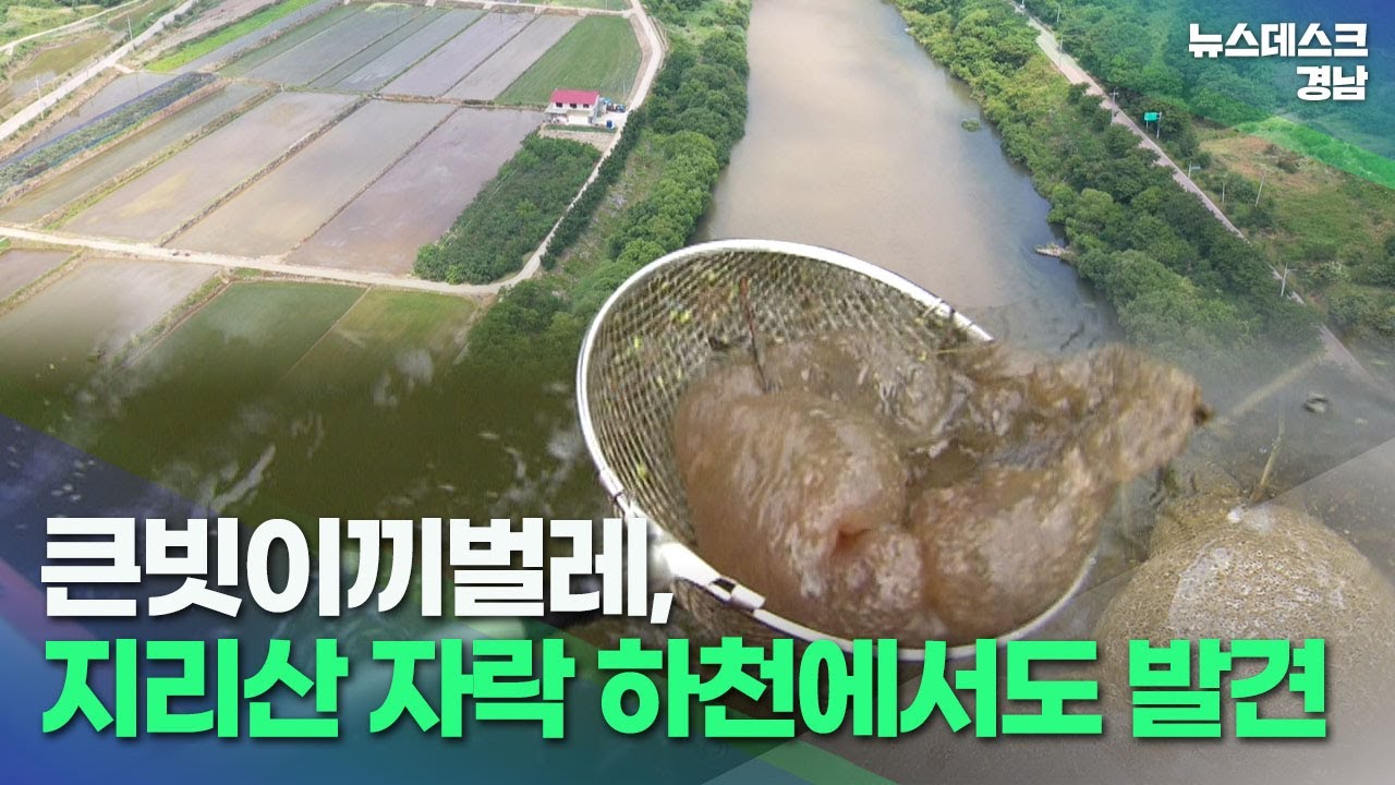 큰빗이끼벌레, 지리산 자락 하천에서도 발견 (2022.6.21/뉴스데스크/MBC경남)