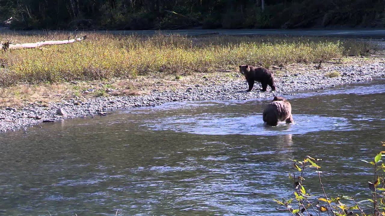 Eagle Eye Adventures - Wildlife tours - Vancouver Island, Canada
