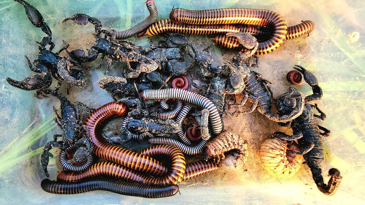 Unbelievable interest Hunting Moments Near My Home Millipede, Scorpion, beetle Larvae, red Millipede