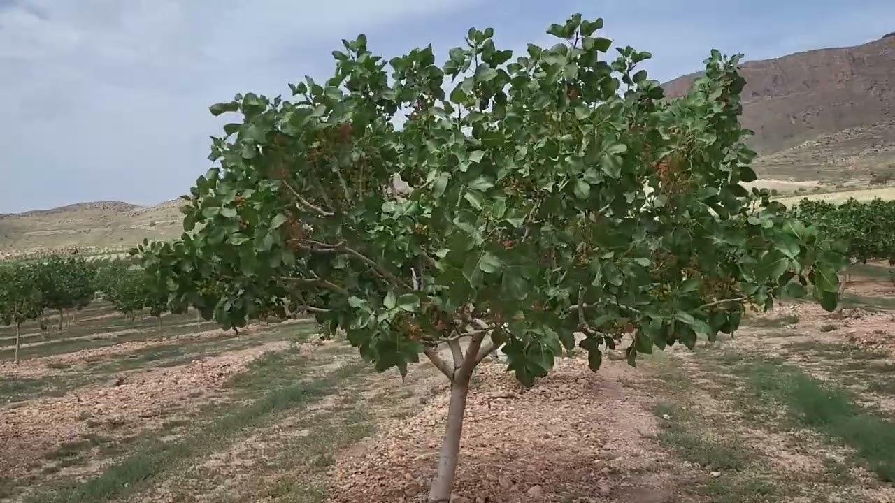 PISTACCHIO 