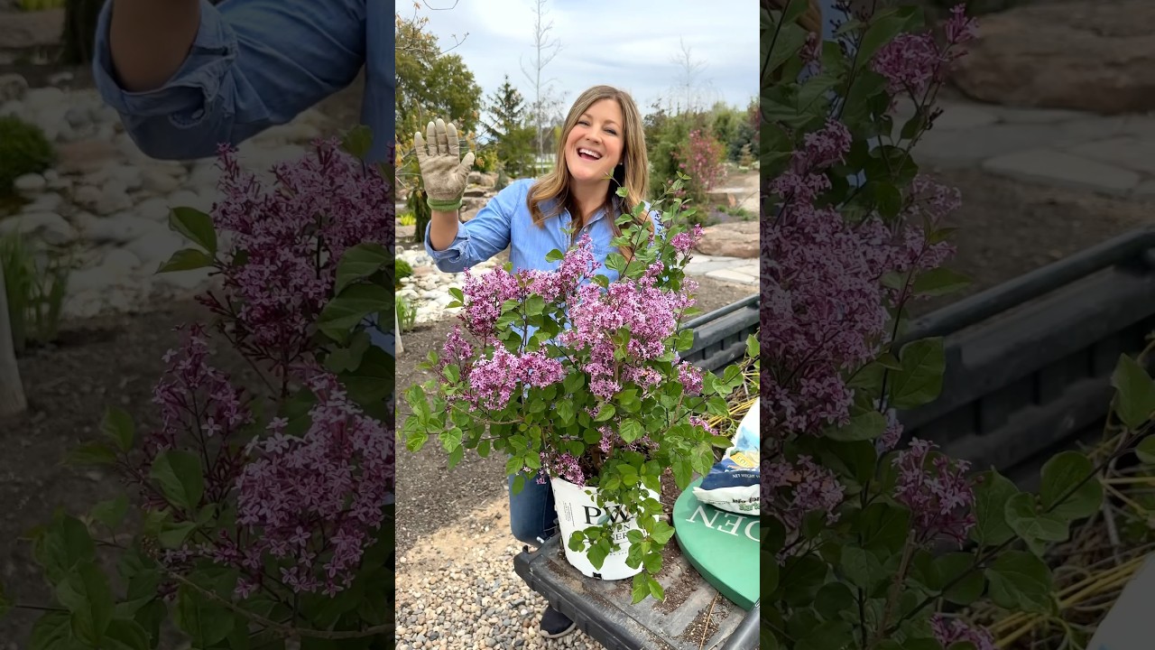Planting a Re-Blooming Lilac! 💜🌿🙌