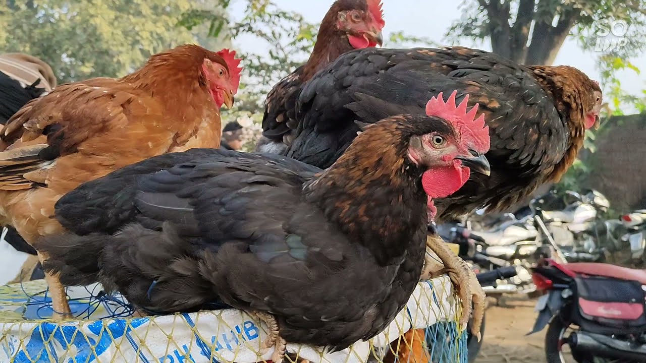 किरतपुर मुर्गा मंडी / Sunday Hen market / मुर्गीयों का सबसे सस्ता बाजार / खरगोश,कड़कनाथ, बटैर