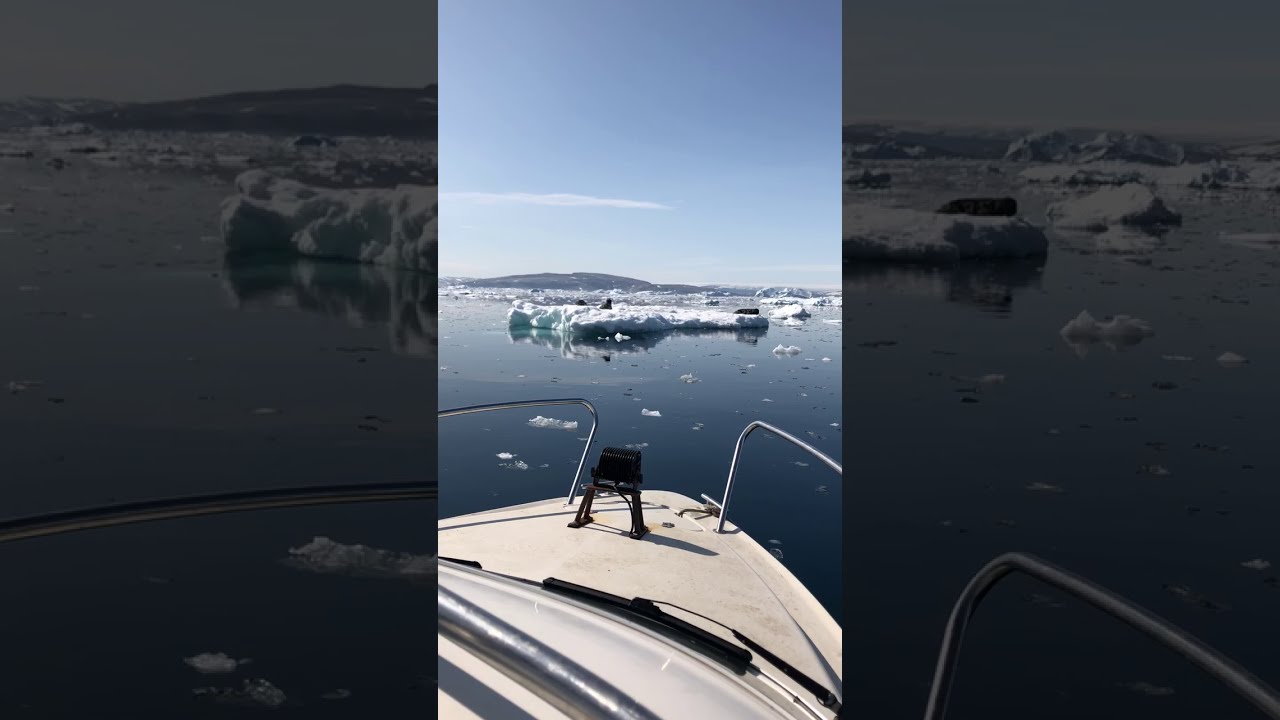 east Greenland stupid seals in tasiilaq