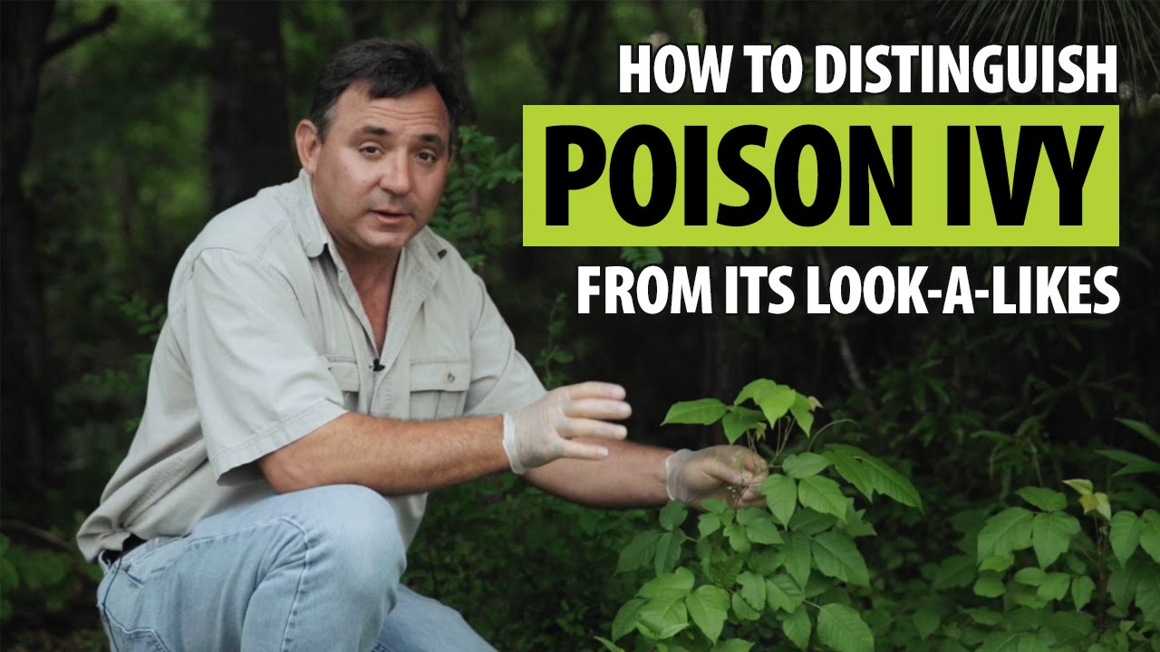 How to Distinguish Poison Ivy from Its Look-a-likes