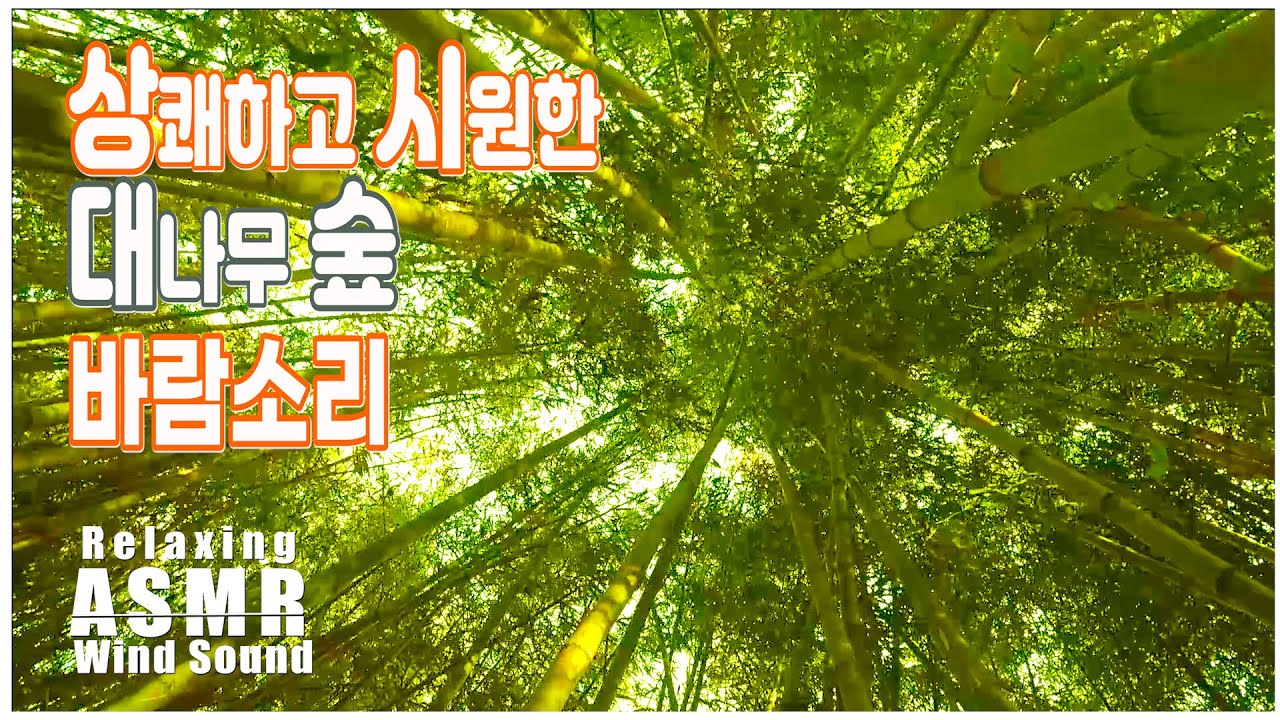 바람소리 ASMR[8시간]-편안하고 상쾌한 대나무숲 바람소리 백색소음 ASMR Bamboo Forest Wind Sounds |Relaxing Nature Sound