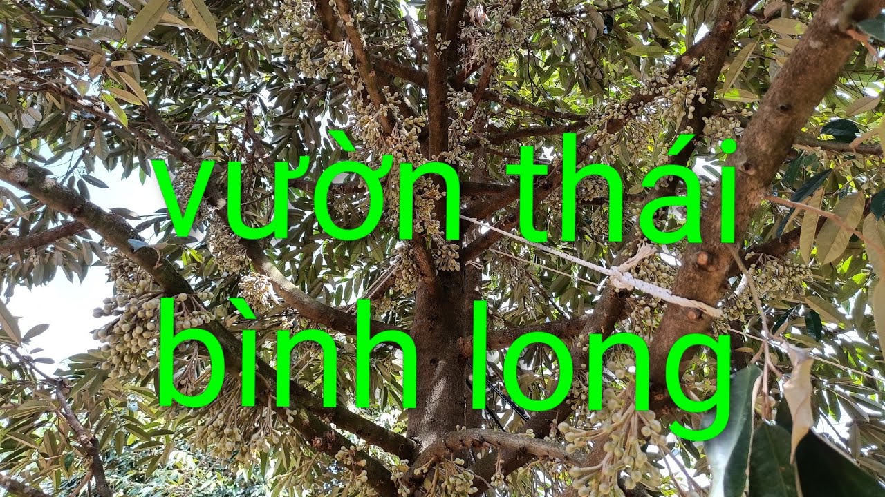 Đủ bông đủ lá vườn chú bình..út hiền 0978603449