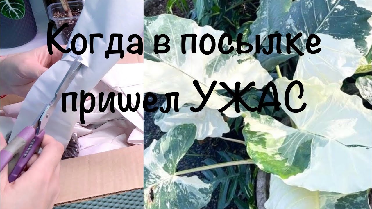 Когда в посылке Ужас или растение от Adeniumland