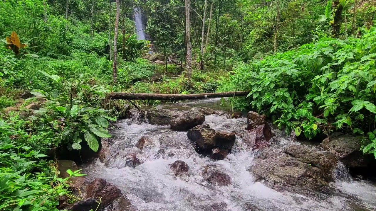 Peaceful Nature Stream | River Sound Ambience to Sleep, Study, and Feel Better