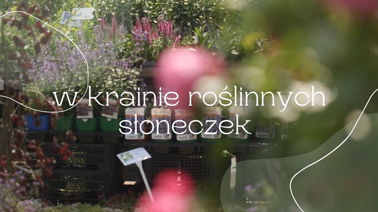 Rośliny na słońce oraz z cyklu „Drzewo to życie”, Buk
