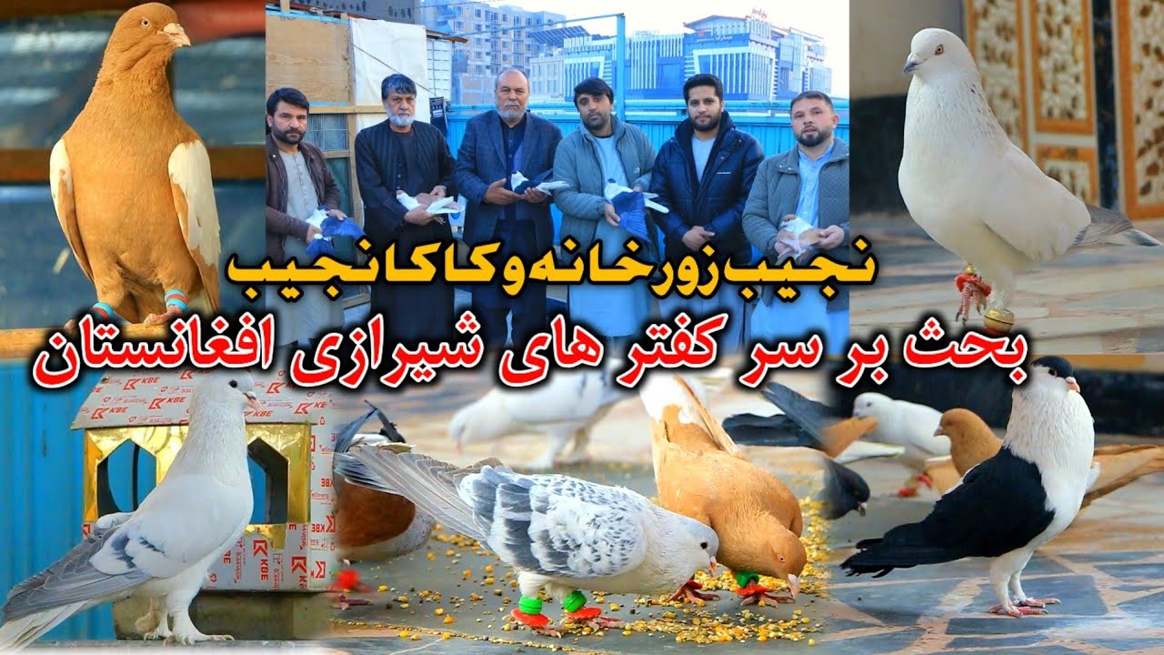 بحث کفتر های شیرازی افغانستان || کاکا نجیب شوقی قدیم کابل || یک روز هم شوق کردی حتمآ بيننده باشید 