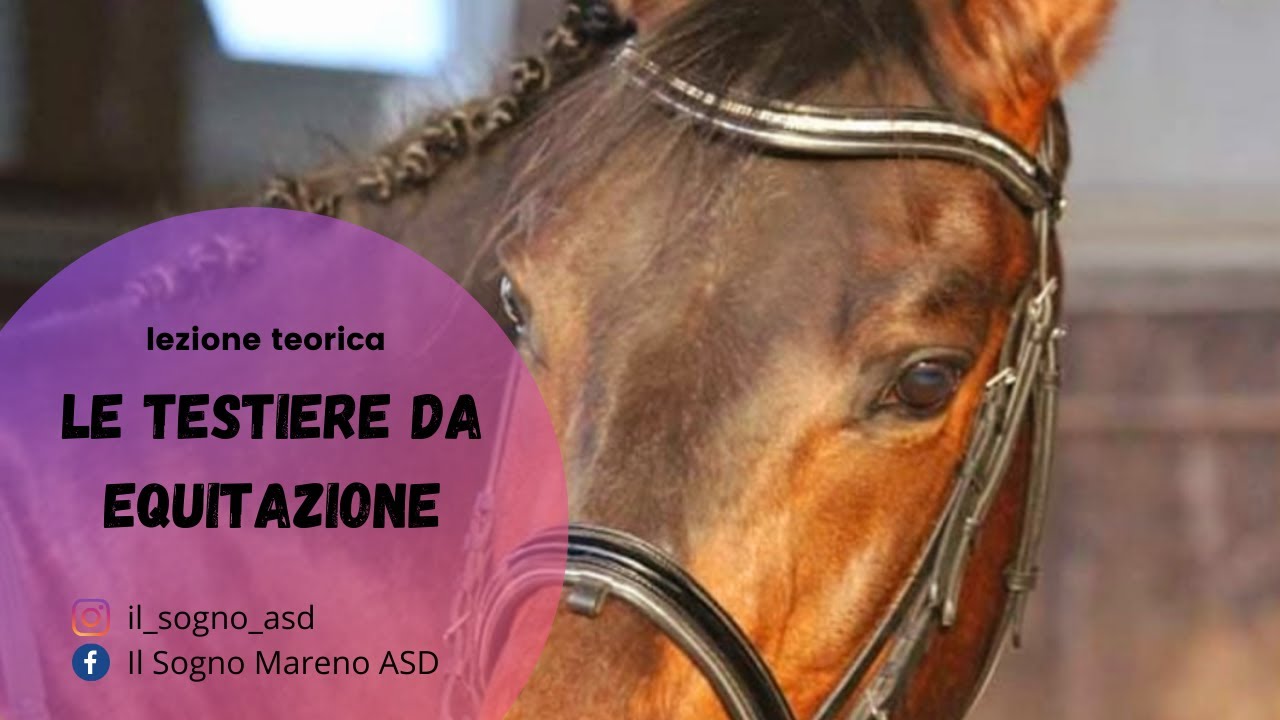 Le testiere da equitazione - LEZIONE TEORICA