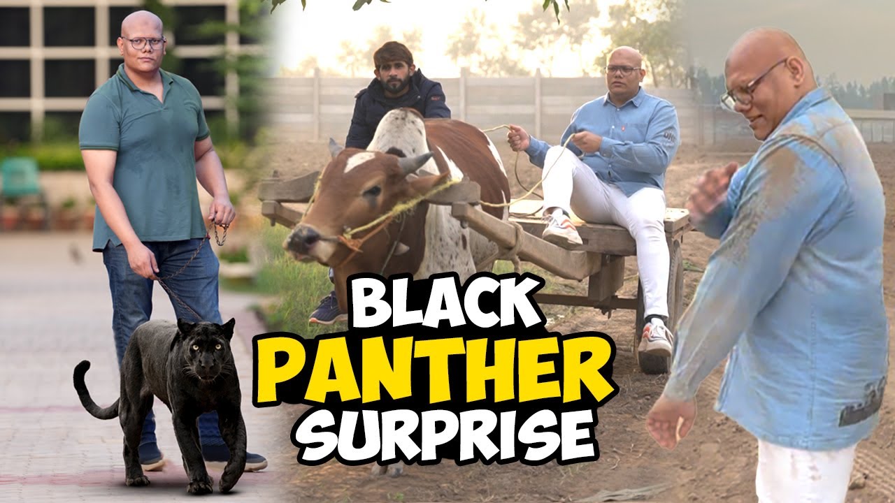 Black Panther Farm Par Agaya 🐆 | Mujhe Bohat Buri Chot Lag Gayi 😢 | BT Farm Stories