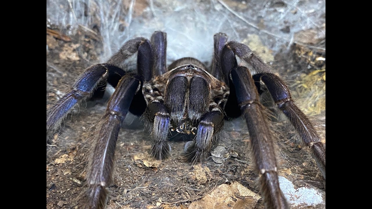 УСПЕХ в удалении яйцевого мешка у Chilobrachys diskolus blue