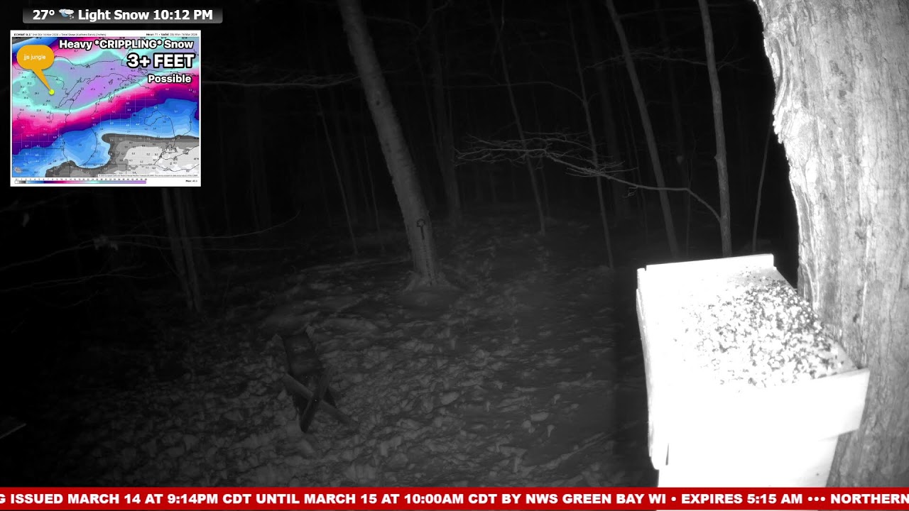 🔴 24/7 Wildlife Feeder Live | Birds, Deer & Flying Squirrels | Nicolet National Forest, Wisconsin